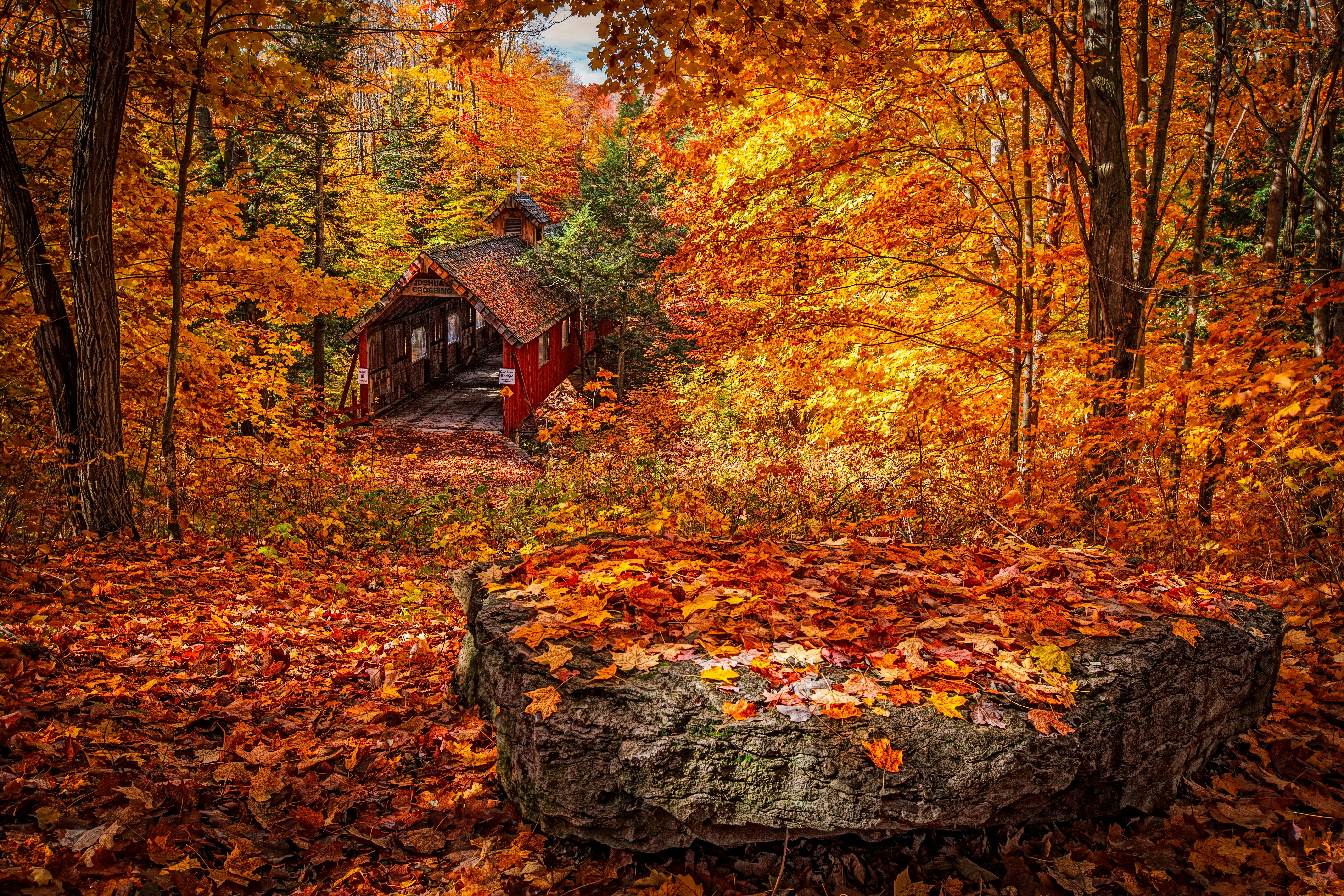 wooden house in forest during day